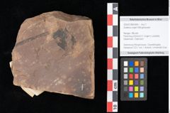 Foto (Objekt + Etikett) von Zostena ungeri Ettingshausen (NHMW-GEO-2024-0188-0449)